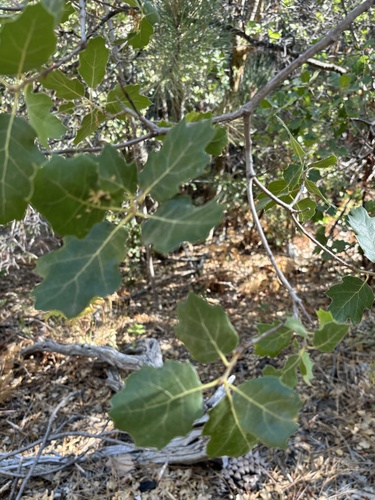 iNaturalist observation photo of Oracle Oak