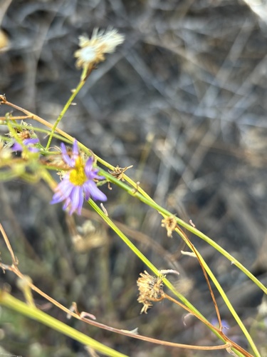 iNaturalist observation photo of Thread stemmed fleabane