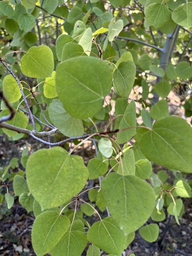 iNaturalist observation photo of Frémont Cottonwood