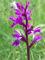 Dactylorhiza lapponica