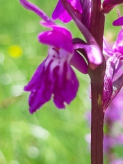 Dactylorhiza lapponica