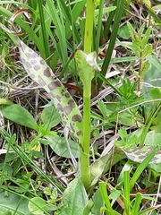 Dactylorhiza lapponica