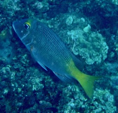 Lethrinus atkinsoni