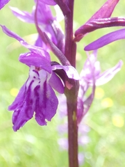 Dactylorhiza lapponica