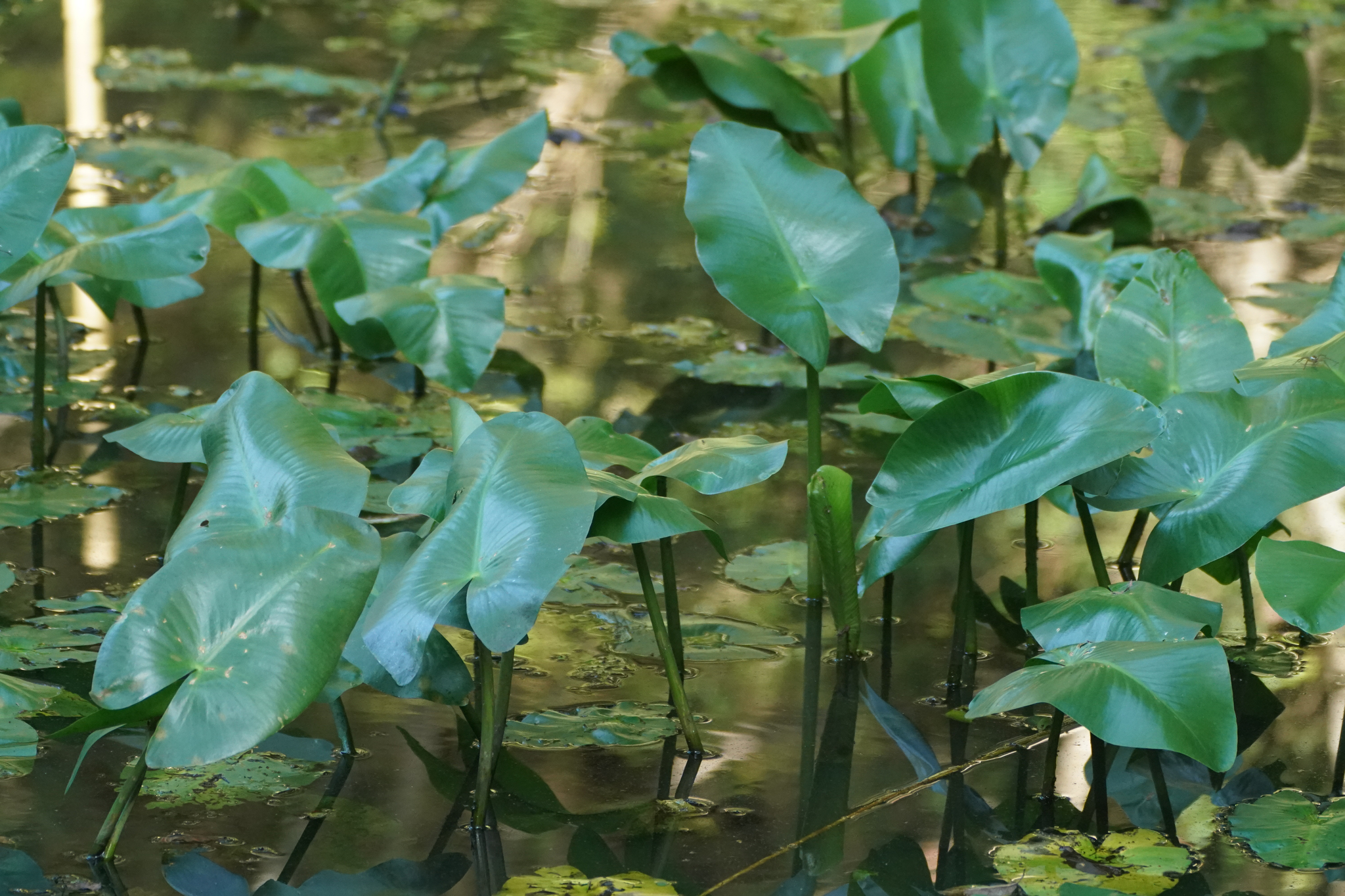 East Asian Yellow Water-Lily (Nuphar japonica)