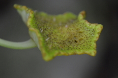 Dorstenia drakena
