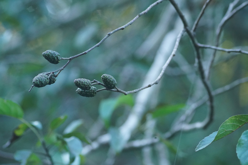 Alnus japonica, photograph 6