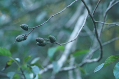 Alnus japonica, photograph (c) WATANABE Hitoshi 渡辺仁, some rights reserved (CC BY)