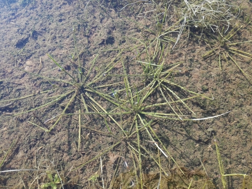 Phrygian Quillwort (Isoetes phrygia)