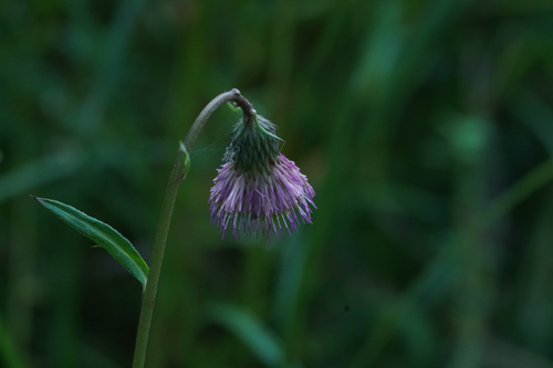 Cirsium austrokiushianum iNat (2)