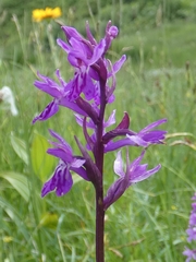 Dactylorhiza lapponica