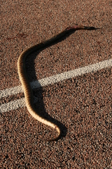 Aspidites melanocephalus