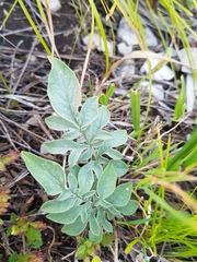 Psephellus daghestanicus