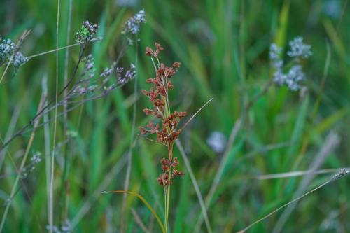 Scirpus wichurae, photograph 2