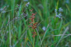 Scirpus wichurae, photograph (c) WATANABE Hitoshi 渡辺仁, some rights reserved (CC BY)
