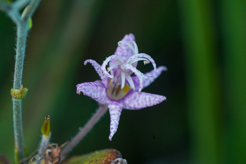 Tricyrtis setouchiensis iNat (1)