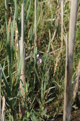 Epilobium tetragonum