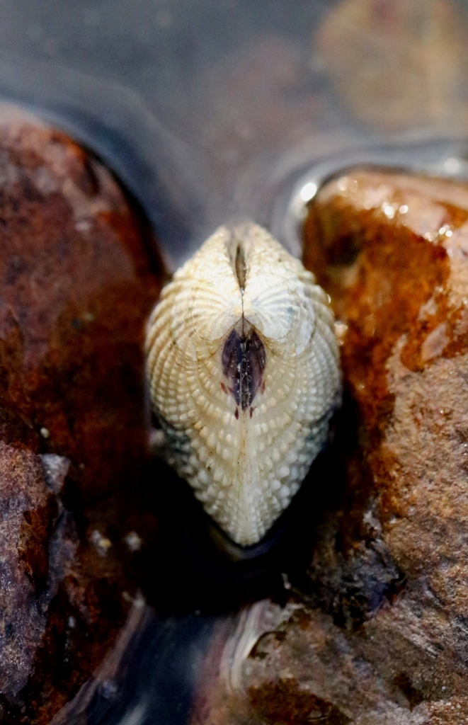 Gafrarium tumidum