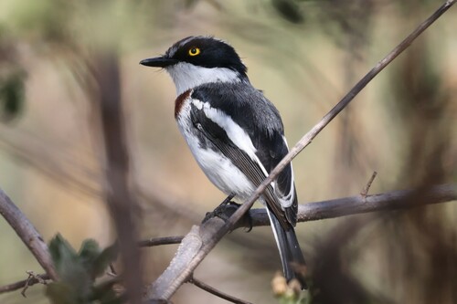 Western Black-headed Batis (Batis erlangeri), photo 9