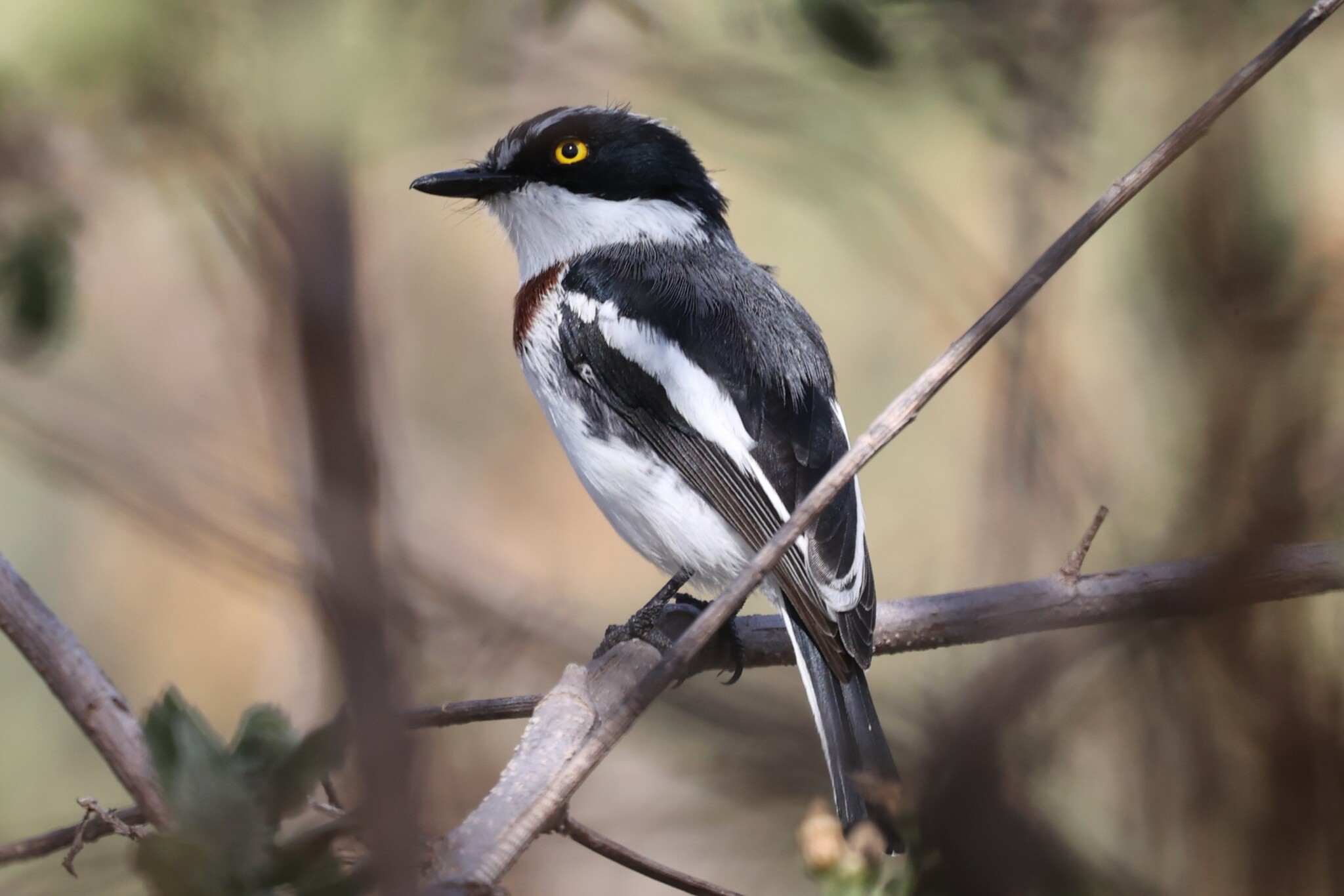 Western Black-headed Batis (Batis erlangeri), photo 7