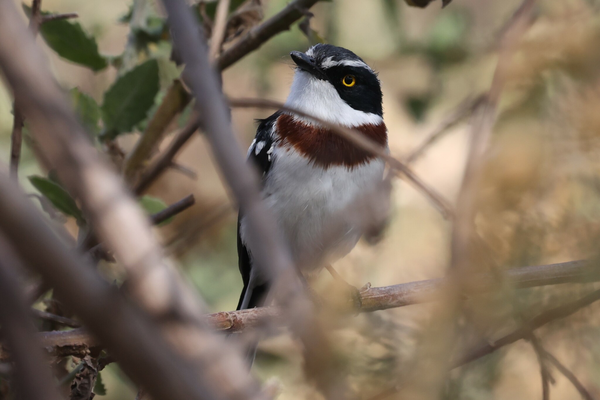 Western Black-headed Batis (Batis erlangeri), photo 9