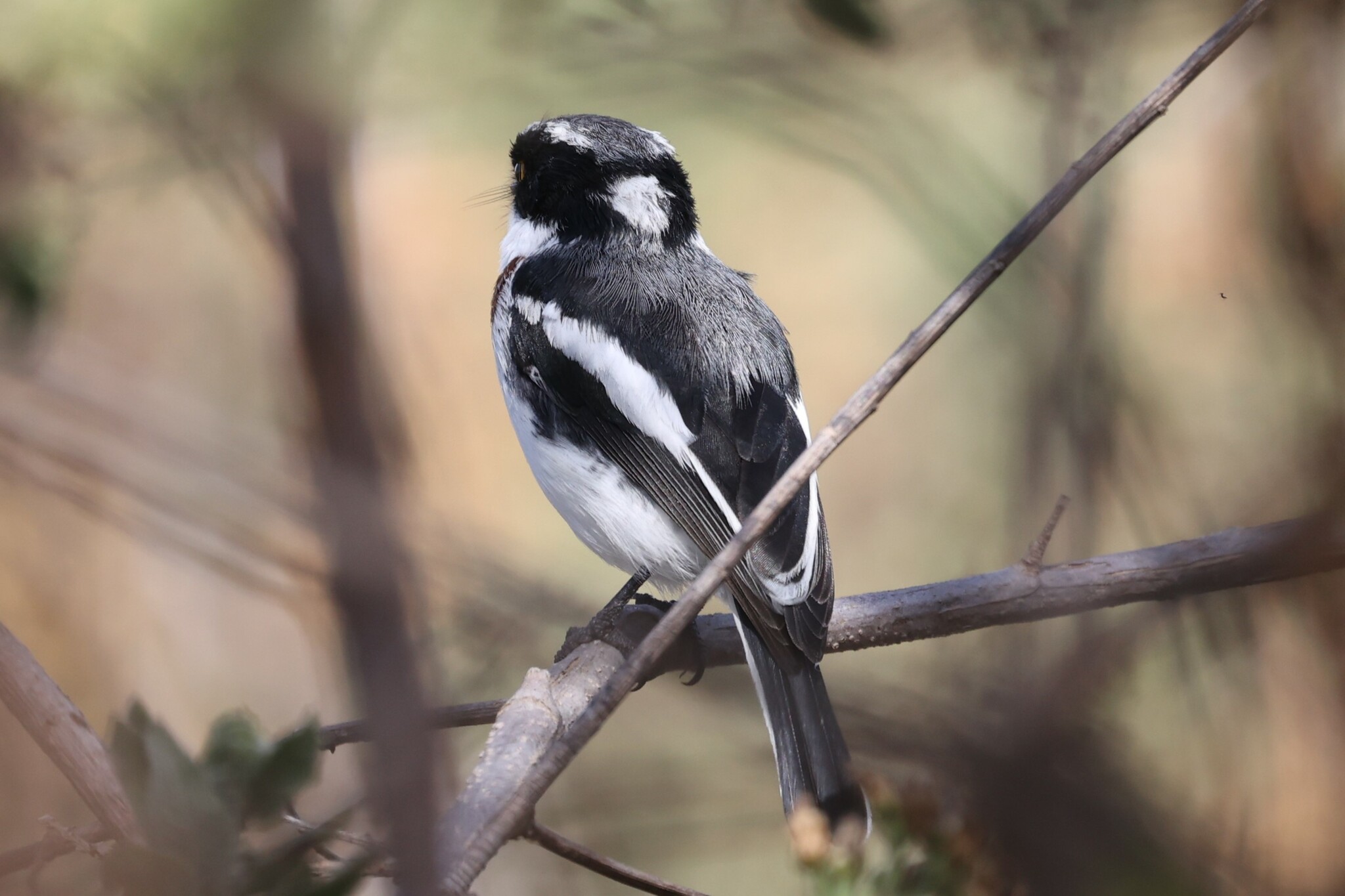 Western Black-headed Batis (Batis erlangeri), photo 8