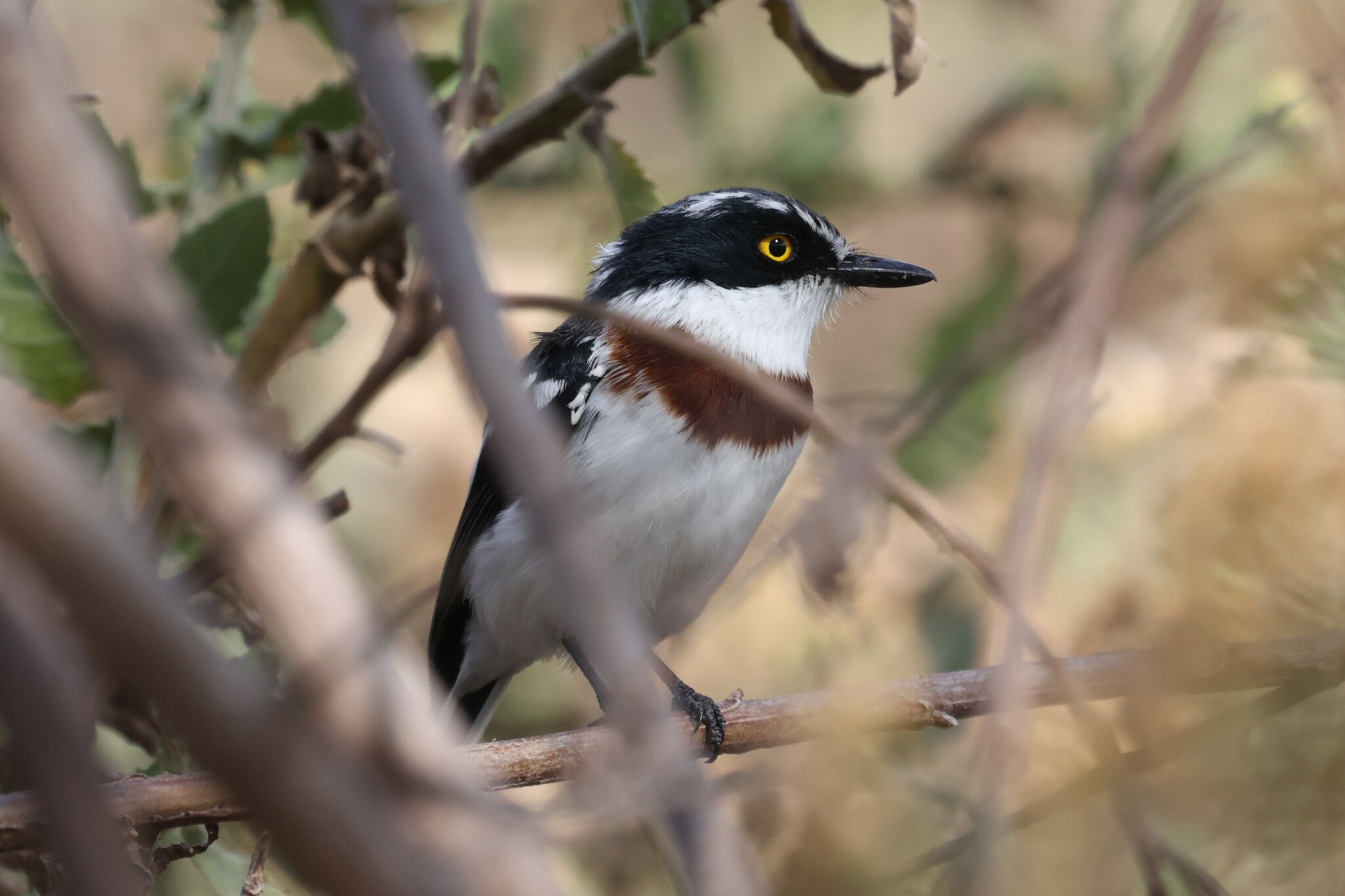 Western Black-headed Batis (Batis erlangeri), photo 10