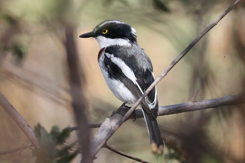 Western Black-headed Batis (Batis erlangeri), photo 8