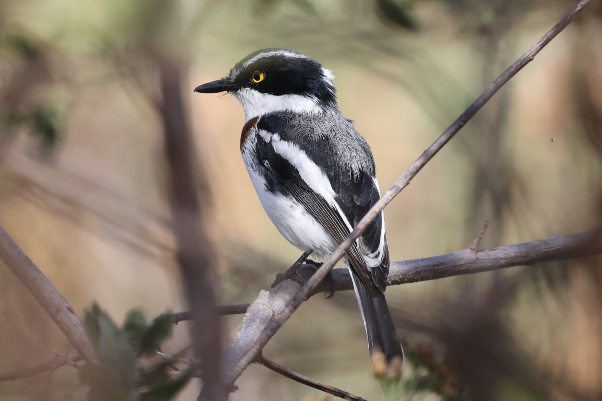 Western Black-headed Batis (Batis erlangeri), photo 6