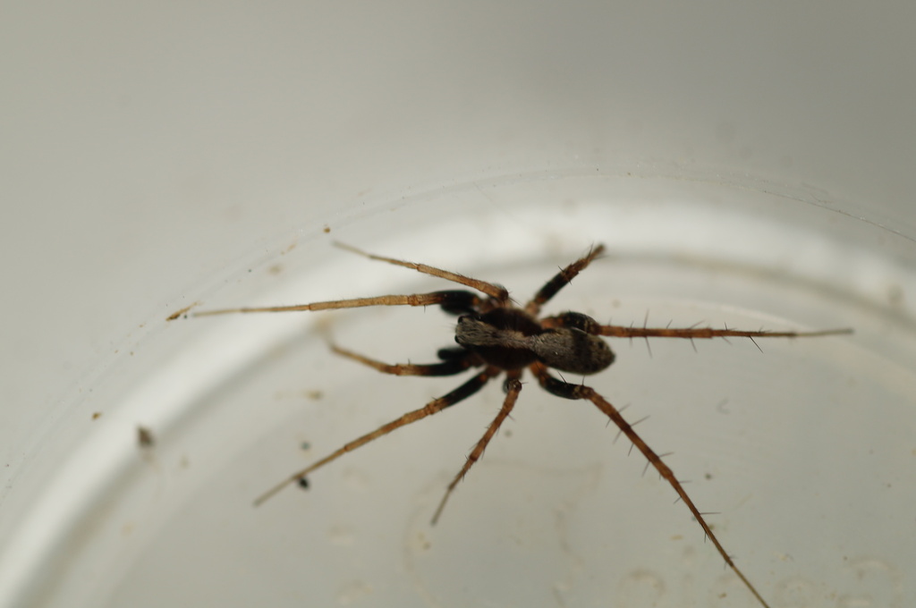 Pardosa lugubris