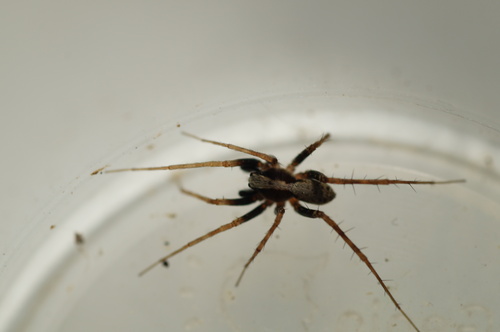 Pardosa lugubris