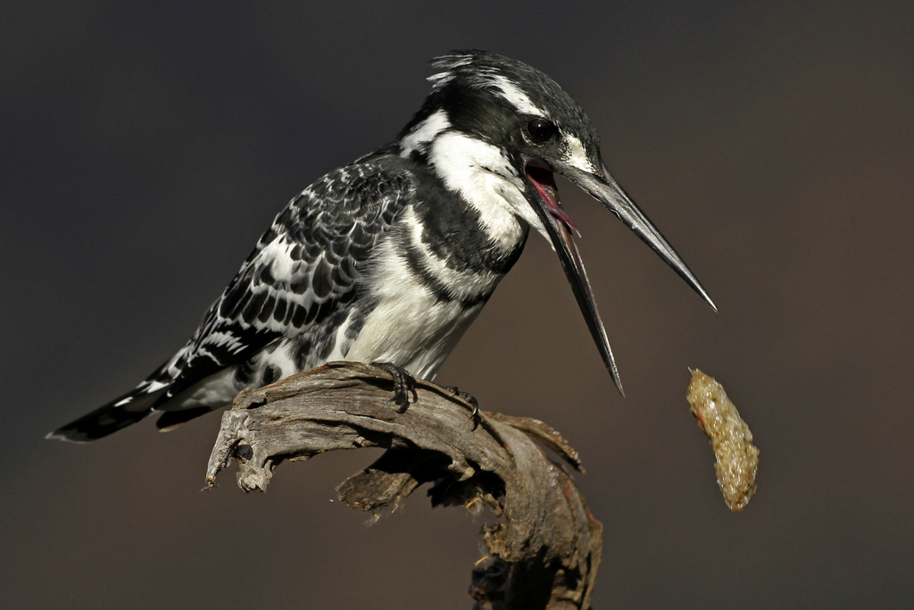 Pied Kingfisher photo