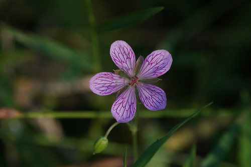 Geranium yoshinoi iNat (3)