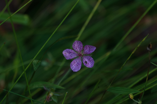 Geranium yoshinoi, photograph 2