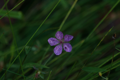 WATANABE Hitoshi 渡辺仁, CC BY, iNaturalist via GBIF Geranium yoshinoi, photograph WATANABE Hitoshi 渡辺仁, CC BY, iNaturalist via GBIF