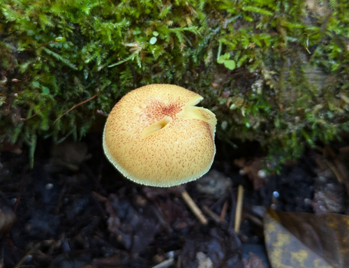 Tricholomopsis flammula