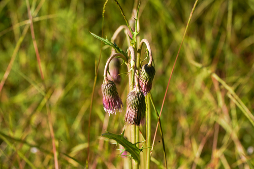 Cirsium austrokiushianum iNat (3)