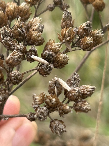 Yarrow Case-bearer