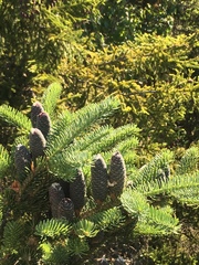 Abies balsamea image