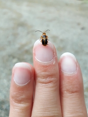 Phyllobrotica decorata