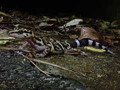 Yamashina's Ground Gecko photo 4