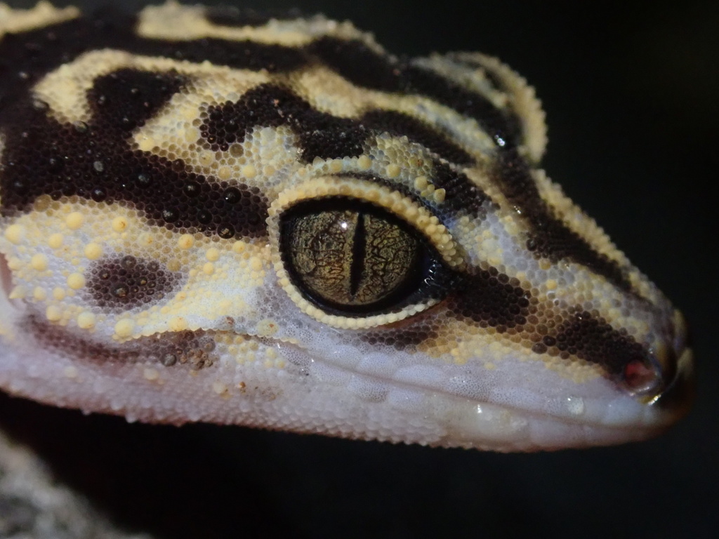 Yamashina's Ground Gecko