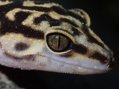 Yamashina's Ground Gecko photo 1