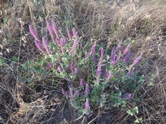 Teucrium hircanicum