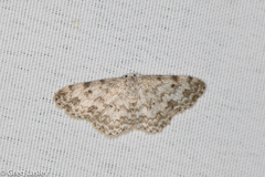 Scopula plantagenaria