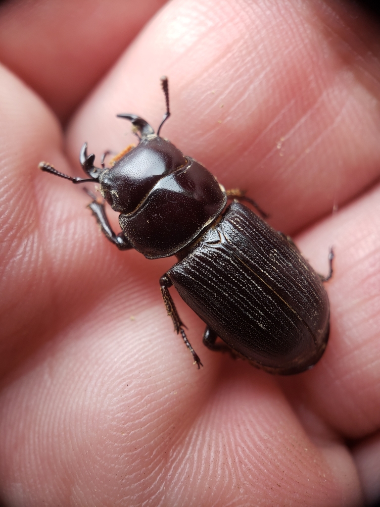 Antelope Beetle