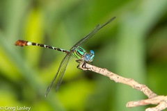 Erpetogomphus eutainia