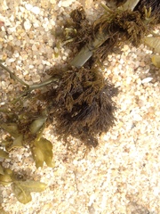 Vertebrata lanosa