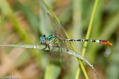 Erpetogomphus eutainia
