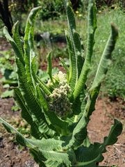 Wood Plant (Woodia)